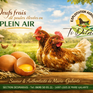 Les œufs extra-frais de poules élevées en plein air